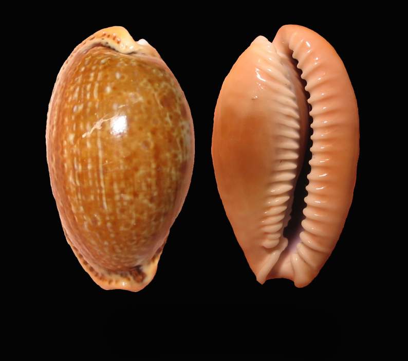 Erosaria spurca